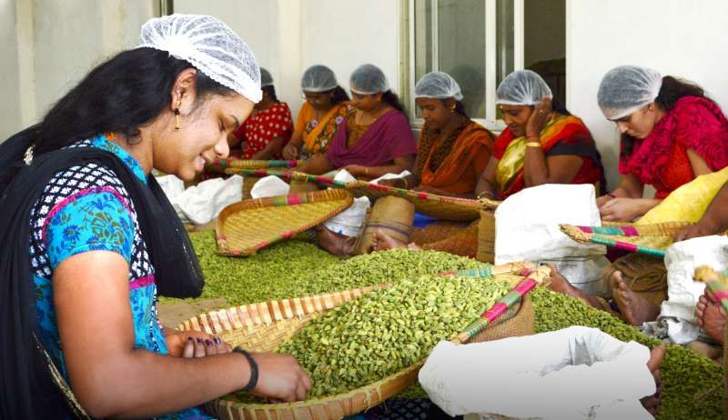 Workers grading spice on bamboo trays
