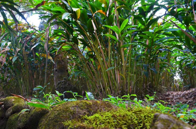 Laterite soil and pepper vines on the Malabar estate