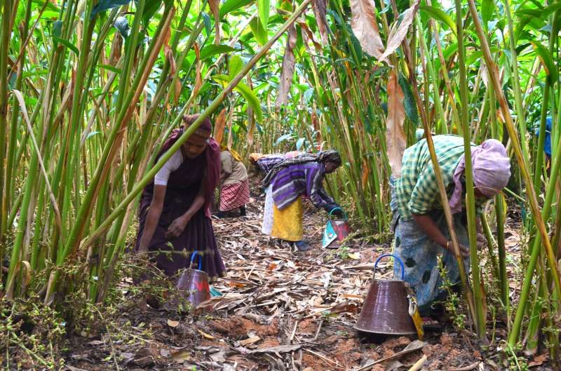Workers harvesting spice on the Malabar estate