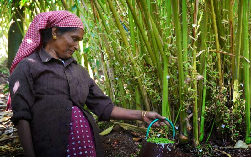 Harvester at work on the pepper estate