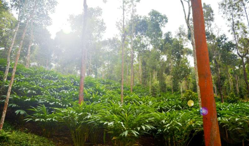 Black pepper vines on the Malabar Coast plantation, Kerala