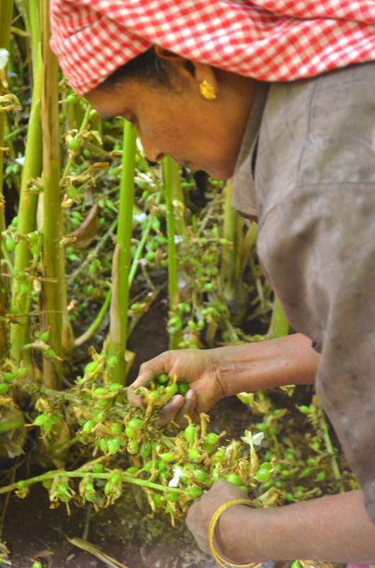 Hands sorting freshly picked black pepper