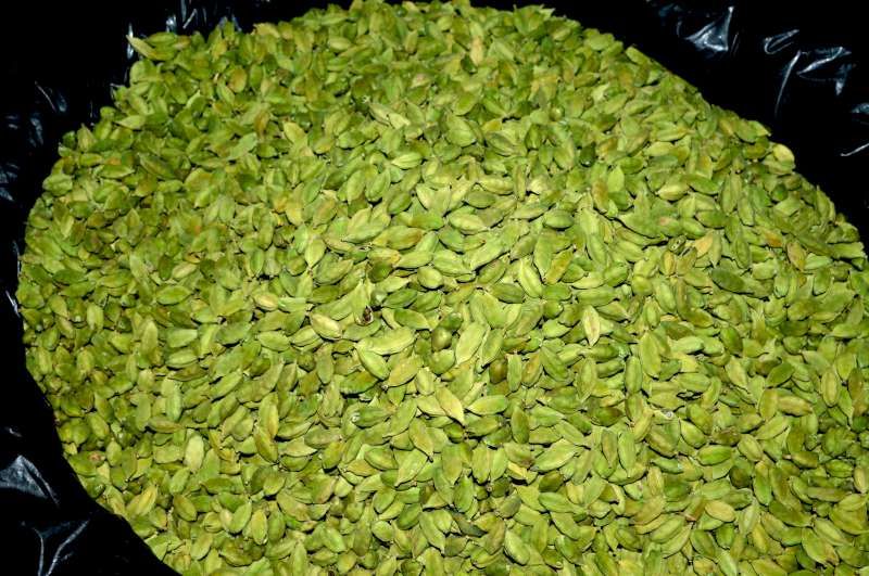 Tray of graded Tellicherry black pepper