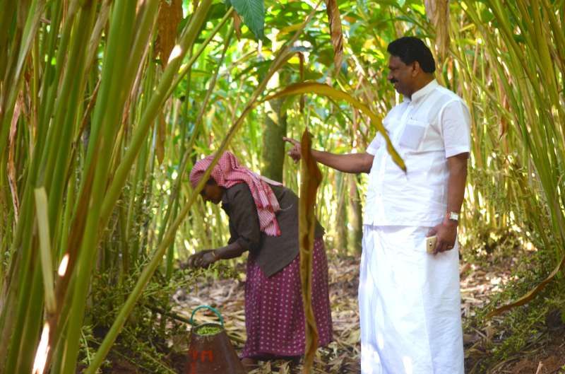Estate owner with harvest workers