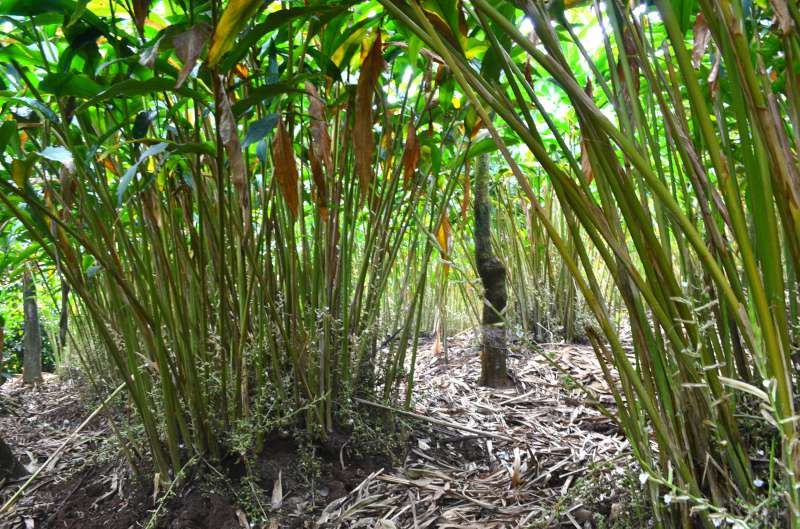 Pepper vines growing on the plantation